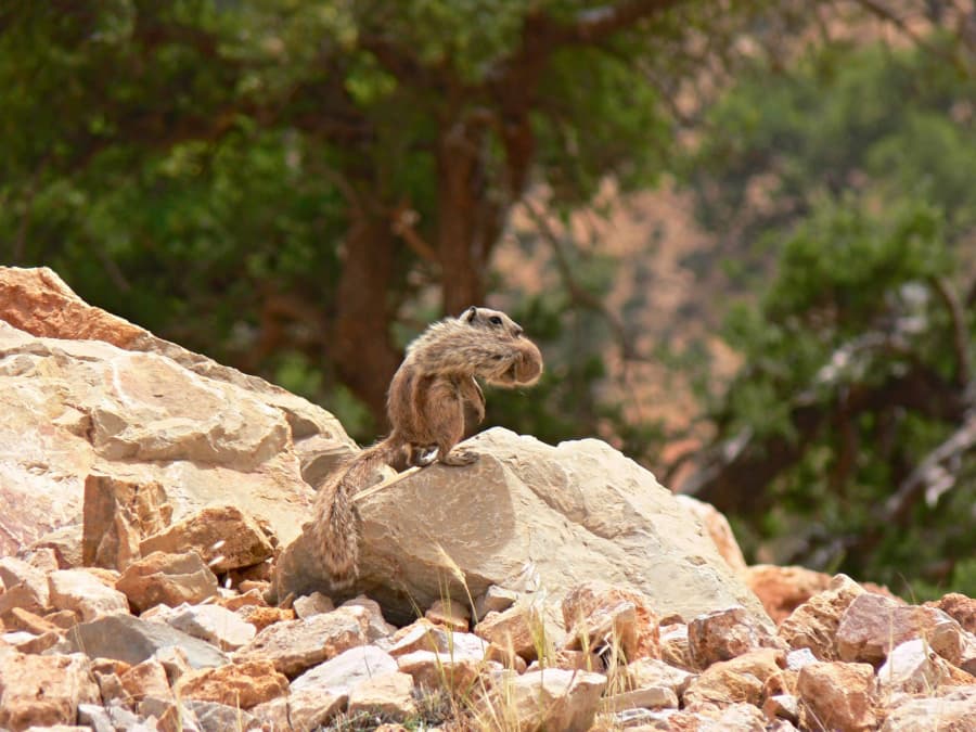 2026-01-21-02-veverka berberská při přenášení mláděte.jpg